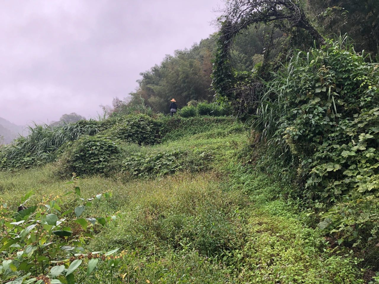 必发妄想 | 我司土地整治项目二次荣登央视，，，，，，，荒地变良田，，，，，，，智绘好丰景