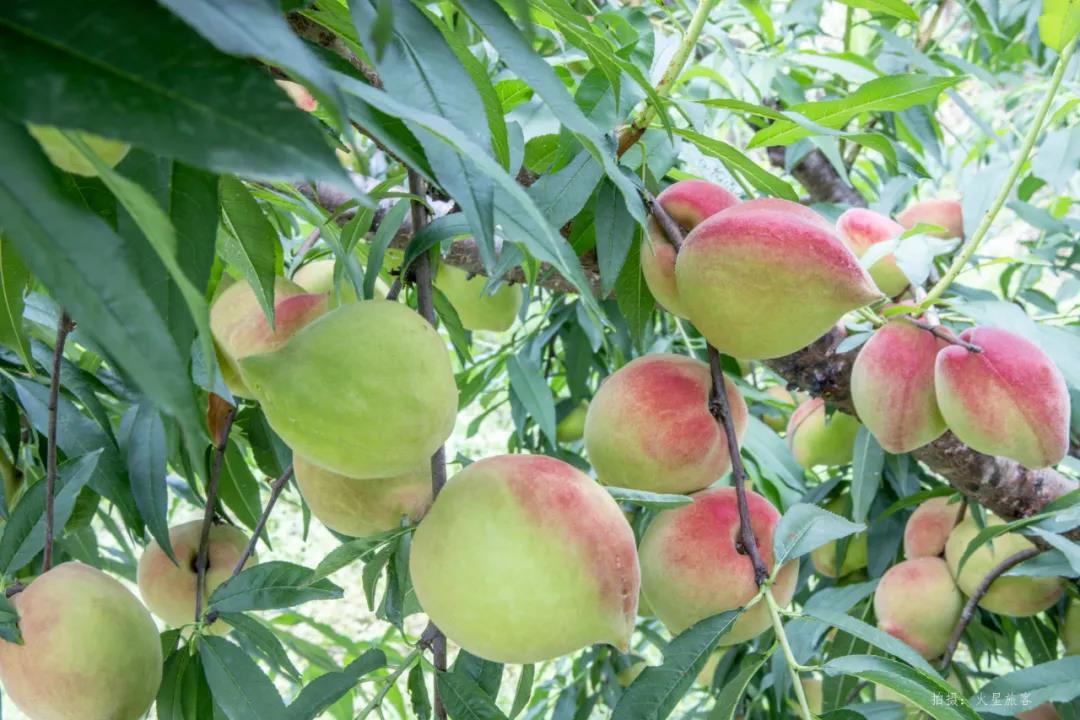 亲农好物｜翁源鹰嘴桃，，，，，，，，好吃“桃”不掉！