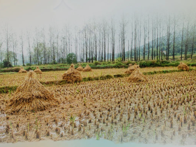 肥土不废，，，，，，，，沃土“搬家”