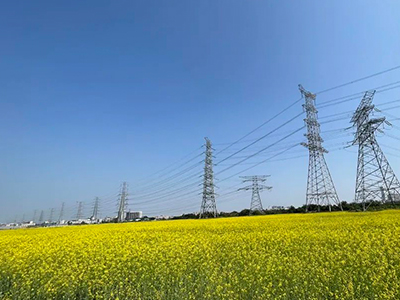 必发妄想丨央视点赞东莞厚街复耕良田盛开迎春花！